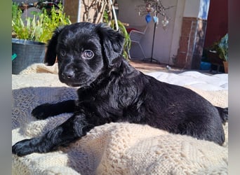 GINO sucht seine Manege zum Spaßhaben