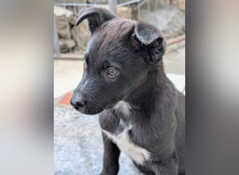 Milo wünscht sich eine eigene Familie