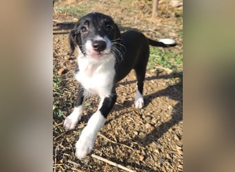 Mutige Nala sucht das Abenteuer mit dir