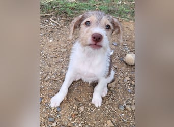 Bouncy Benni wartet auf seine Familie