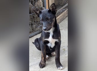 Süße Mimi möchte dein Herz stehlen