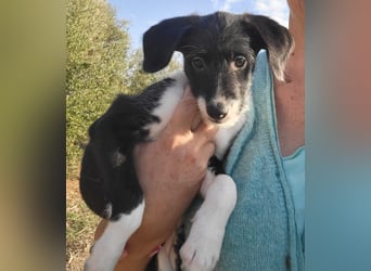 Mutige Nala sucht das Abenteuer mit dir