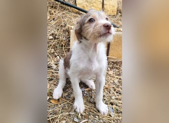 Bouncy Benni wartet auf seine Familie