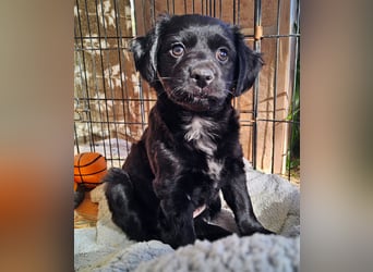 GINO sucht seine Manege zum Spaßhaben