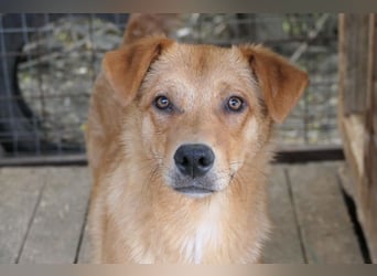 ESPRESSO - bezaubernder Junghund sucht seine Familie