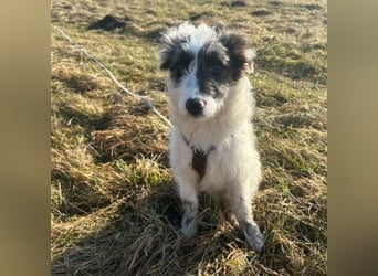 MATTI - lieber Jungrüde braucht besondere Unterstützung