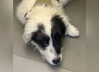 MATTI - lieber Jungrüde braucht besondere Unterstützung