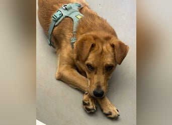 ESPRESSO - bezaubernder Junghund sucht seine Familie