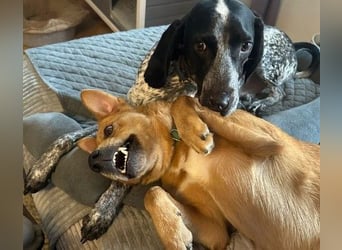 ESPRESSO - bezaubernder Junghund sucht seine Familie