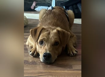 ESPRESSO - bezaubernder Junghund sucht seine Familie