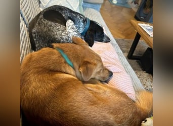 ESPRESSO - bezaubernder Junghund sucht seine Familie