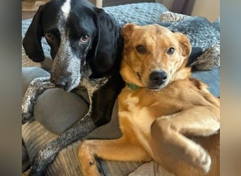 ESPRESSO - bezaubernder Junghund sucht seine Familie