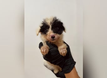 Matti, verspielt und unheimlich menschenbezogen wartet auf seine liebe Familie