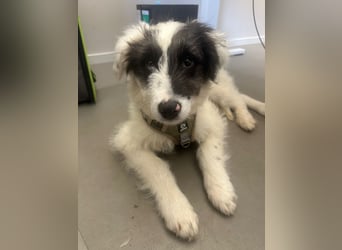 MATTI - lieber Jungrüde braucht besondere Unterstützung