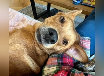 ESPRESSO - bezaubernder Junghund sucht seine Familie