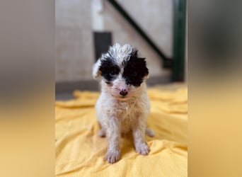 Matti, verspielt und unheimlich menschenbezogen wartet auf seine liebe Familie