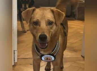 ESPRESSO - bezaubernder Junghund sucht seine Familie