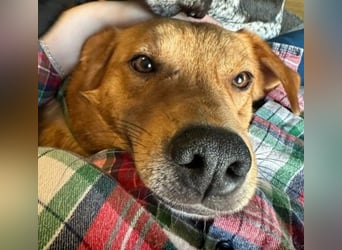 ESPRESSO - bezaubernder Junghund sucht seine Familie