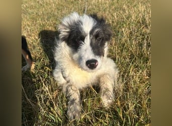 MATTI - lieber Jungrüde braucht besondere Unterstützung