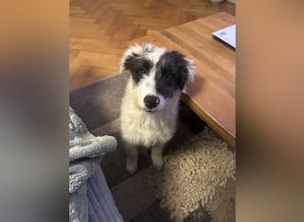 Matti, verspielt und unheimlich menschenbezogen wartet auf seine liebe Familie