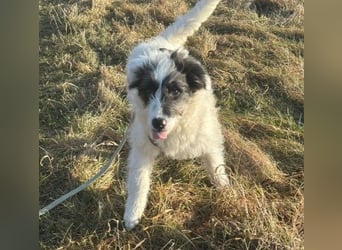 MATTI - lieber Jungrüde braucht besondere Unterstützung