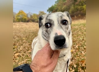 IVY – NEUN WELPEN HAT SIE LIEBE GESCHENKT. JETZT IST SIE AN DER REIHE! ❤️