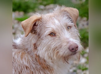 Sara sucht ihre Familie