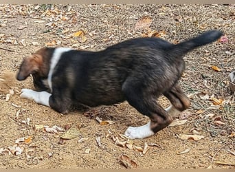  MATTI – EIN KLEINER BESCHÜTZER MIT EINEM GANZ GROSSEN HERZEN! ❤️