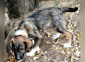  MATTI – EIN KLEINER BESCHÜTZER MIT EINEM GANZ GROSSEN HERZEN! ❤️