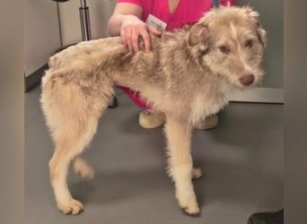 Sara sucht ihre Familie