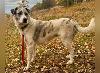 IVY – NEUN WELPEN HAT SIE LIEBE GESCHENKT. JETZT IST SIE AN DER REIHE! ❤️