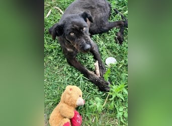 Kito sucht seine aktive Familie