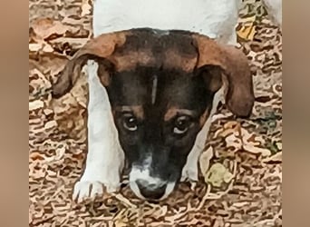 ❤️ NANA – KLEINES STUMMELSCHWÄNZCHEN, GROSSE LEBENSFREUDE! ❤️