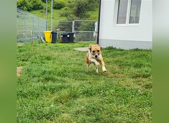 Charlie sucht seine Familie