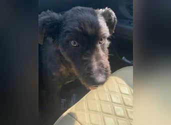 Kito sucht seine aktive Familie
