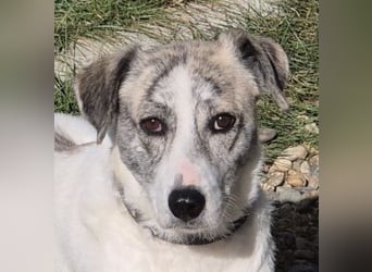 IVY – NEUN WELPEN HAT SIE LIEBE GESCHENKT. JETZT IST SIE AN DER REIHE! ❤️