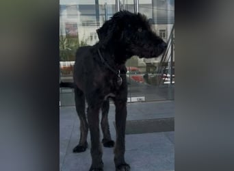 Kito sucht seine aktive Familie
