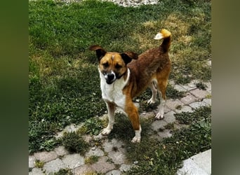 Charlie sucht seine Familie