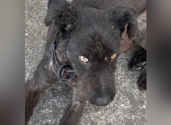 Kito sucht seine aktive Familie