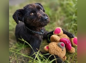 Kito sucht seine aktive Familie