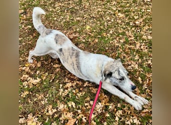 IVY – NEUN WELPEN HAT SIE LIEBE GESCHENKT. JETZT IST SIE AN DER REIHE! ❤️