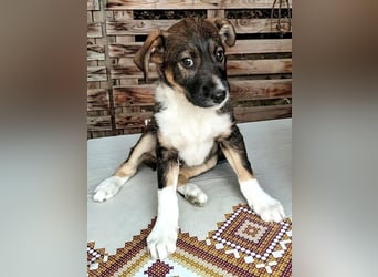  MATTI – EIN KLEINER BESCHÜTZER MIT EINEM GANZ GROSSEN HERZEN! ❤️