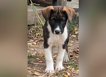 NUII – KLEINE SCHMUSEMAUS SUCHT IHR GROSSES GLÜCK!