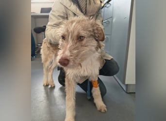 Sara sucht ihre Familie