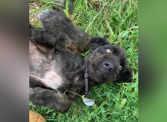 Kito sucht seine aktive Familie