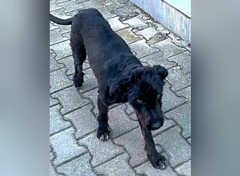 Kito sucht seine aktive Familie