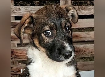  MATTI – EIN KLEINER BESCHÜTZER MIT EINEM GANZ GROSSEN HERZEN! ❤️