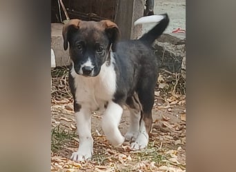 NUII – KLEINE SCHMUSEMAUS SUCHT IHR GROSSES GLÜCK!