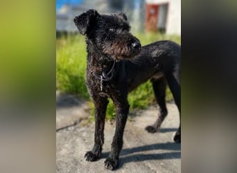 Kito sucht seine aktive Familie