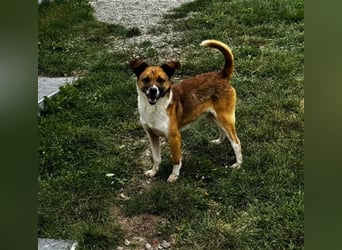 Charlie sucht seine Familie